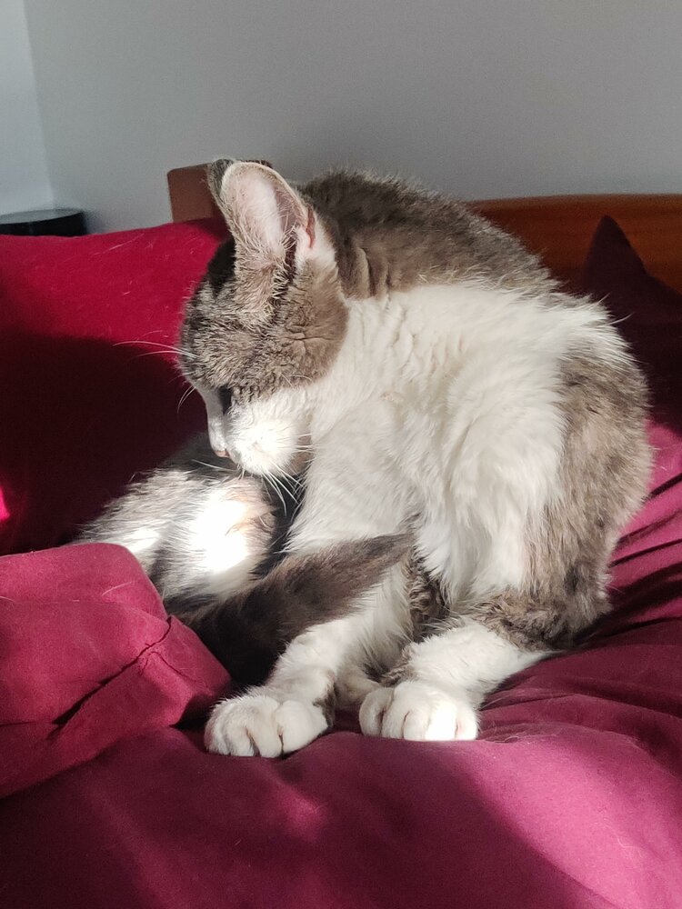 Paws Bleecker