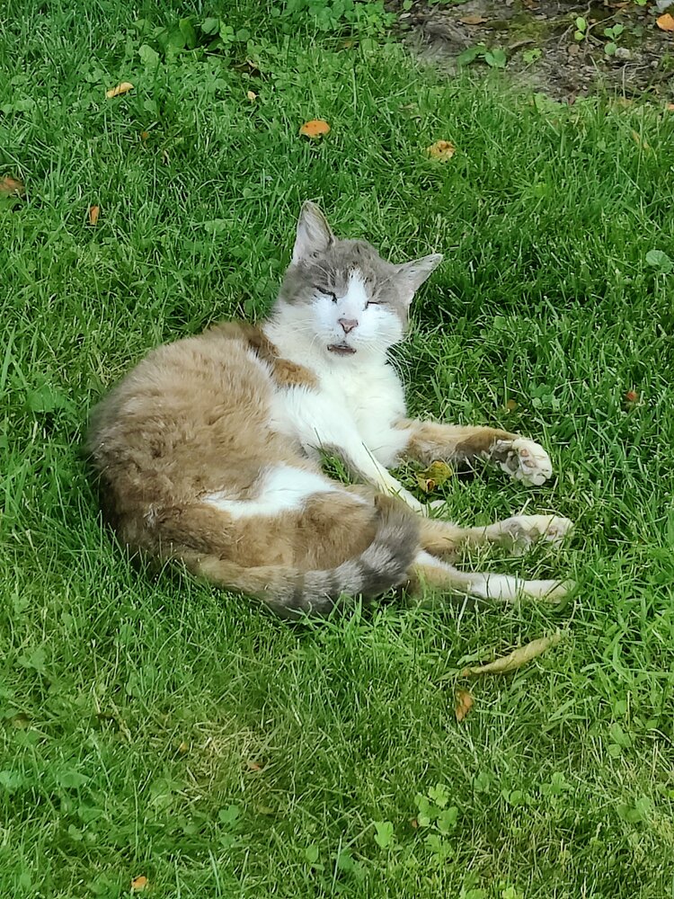 Paws Bleecker