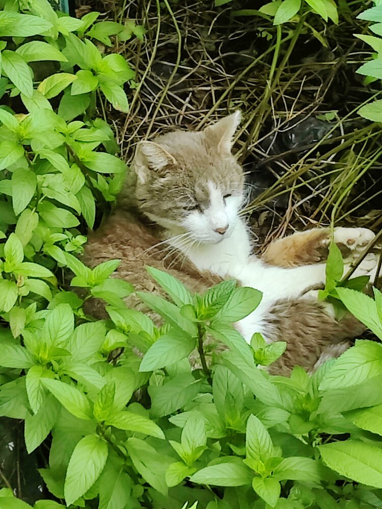 Paws Bleecker