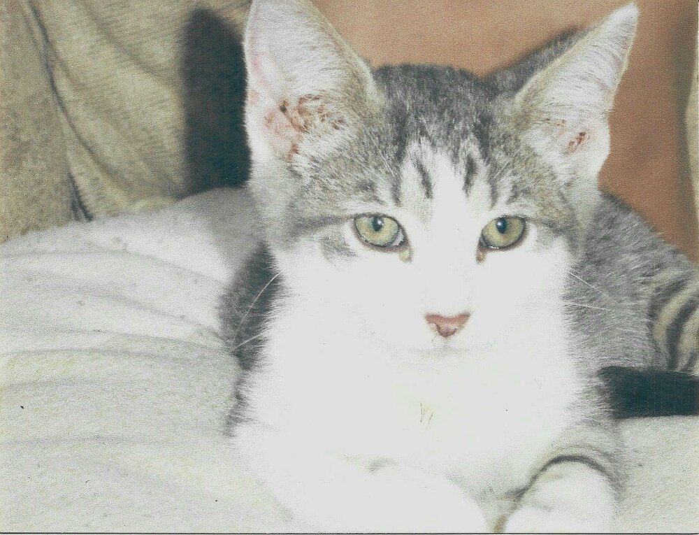 Paws Bleecker