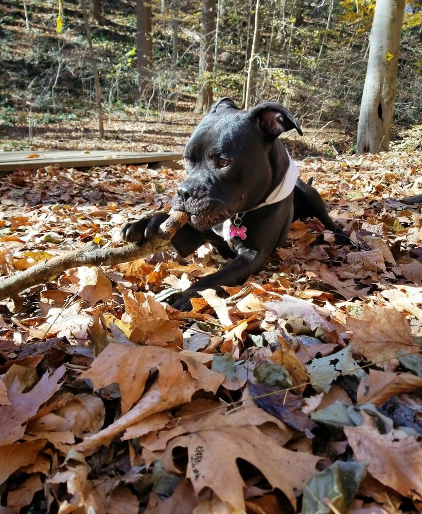 Kush Della Penna