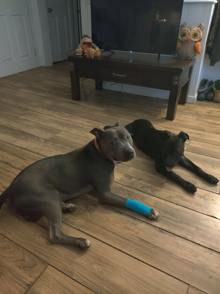 Zeus Curriden
