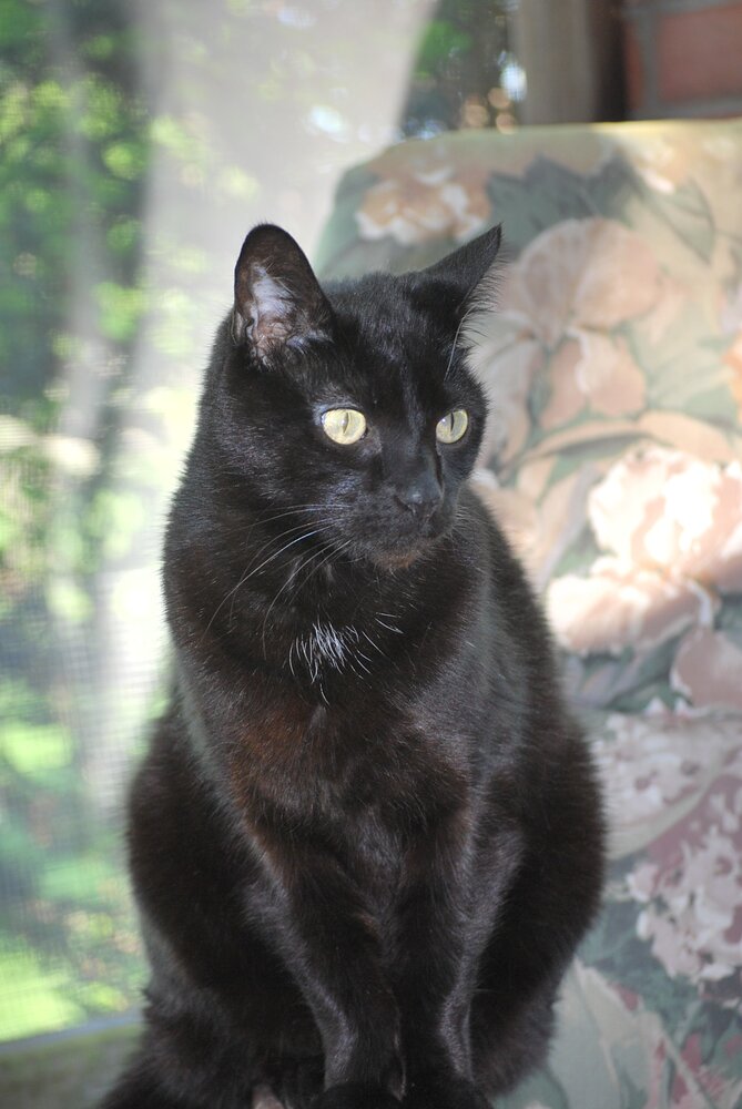 Thistle Cat