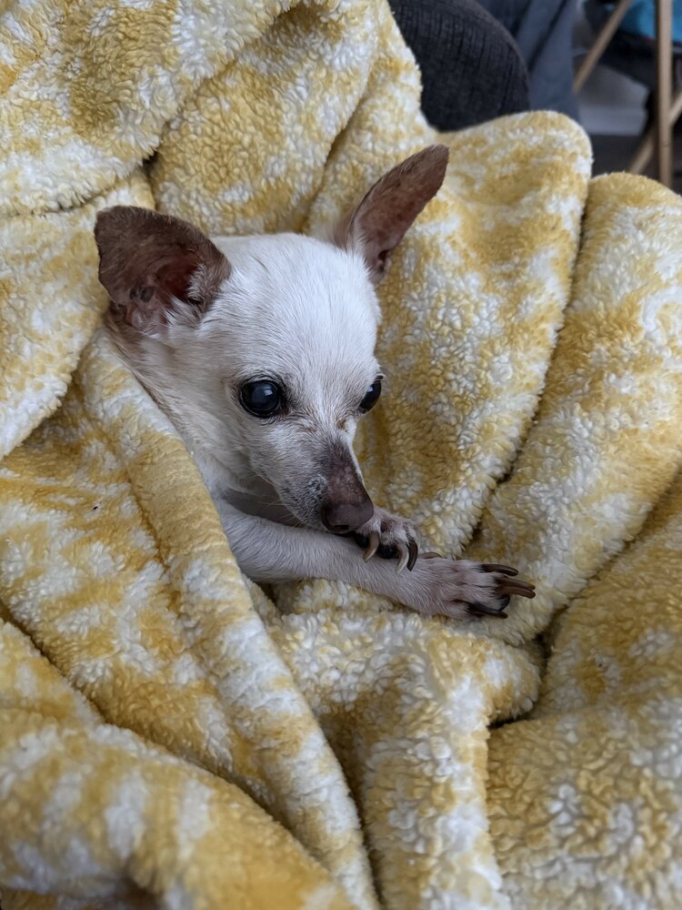 Laika Siverio Berrios