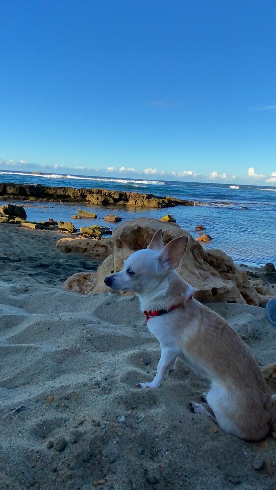 Laika Siverio Berrios