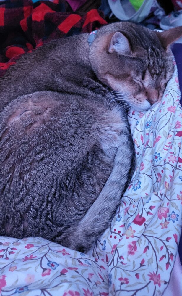 Kittenchop Smith