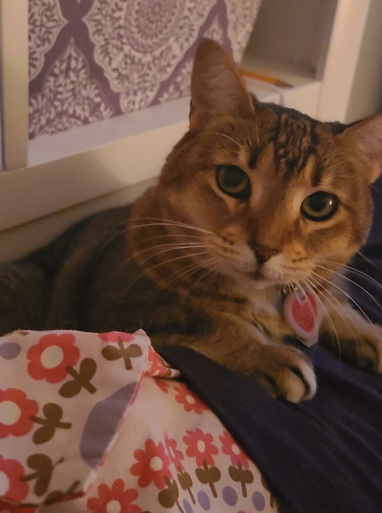 Kittenchop Smith