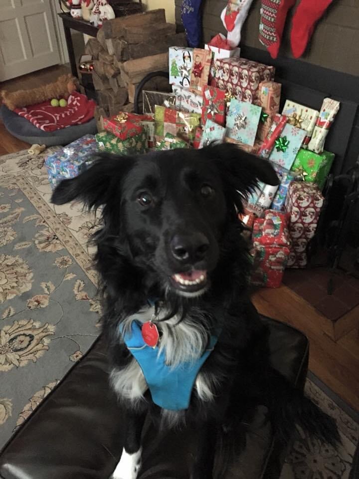 Loki Hrisko