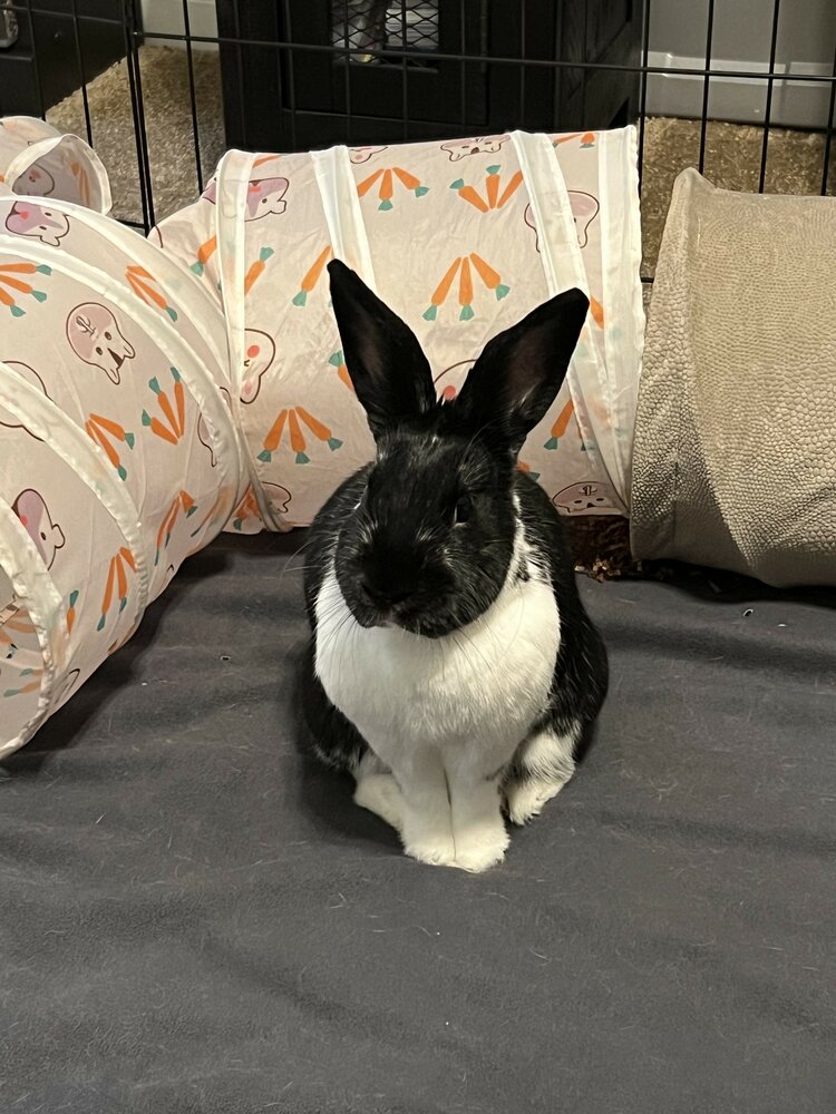 Funbun March