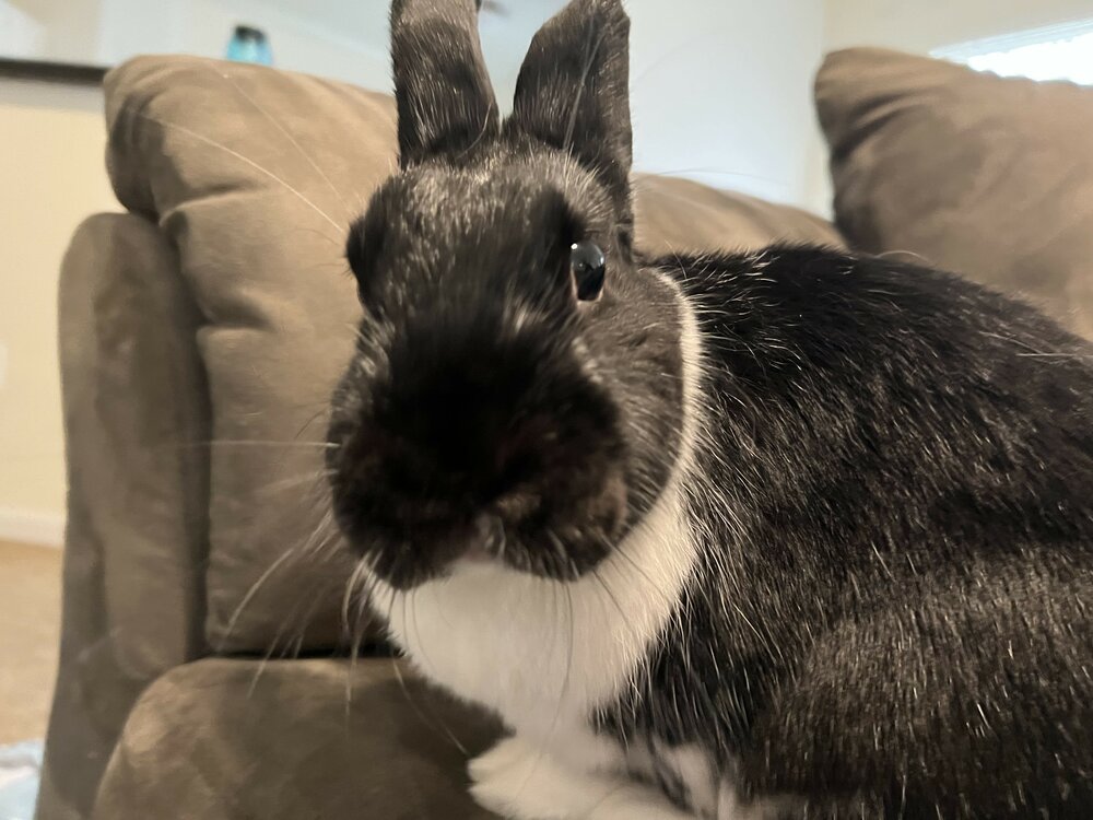 Funbun March