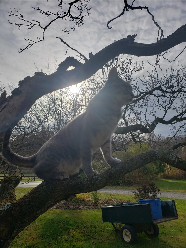 Kibby Scrafford