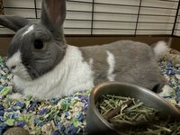 Thumper  Hernandez