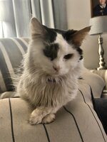 Gizmo  Palmer