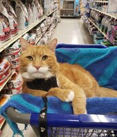 Chonker  Thompson