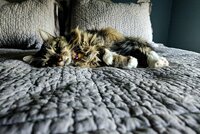 Kitty  Almer